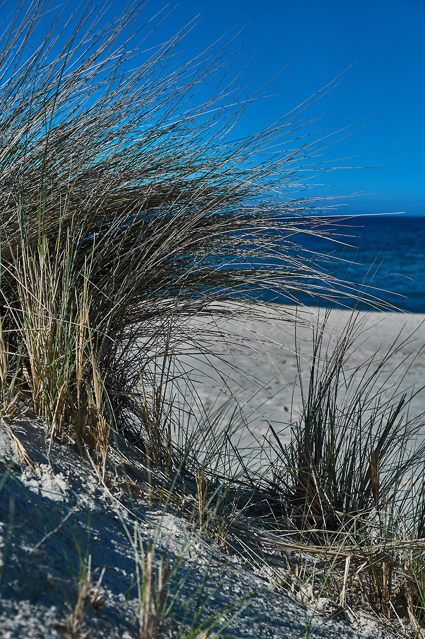 Strand, Düne bewachsen