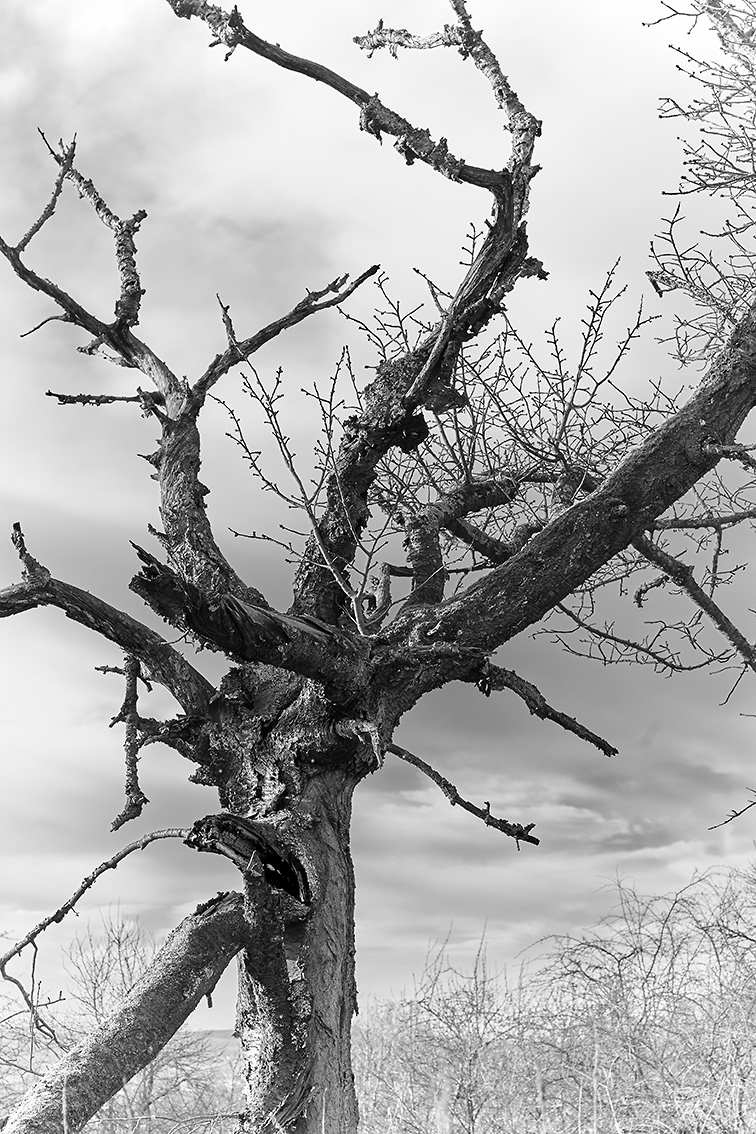 Lebendiger Baum –Herr der Ringe