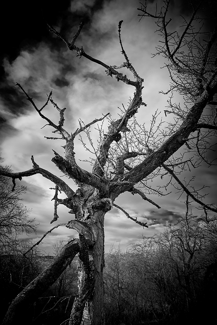 Lebender Baum – Herr der Ringe