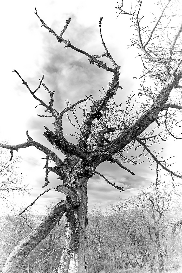 Lebender Baum -Herr der Ringe