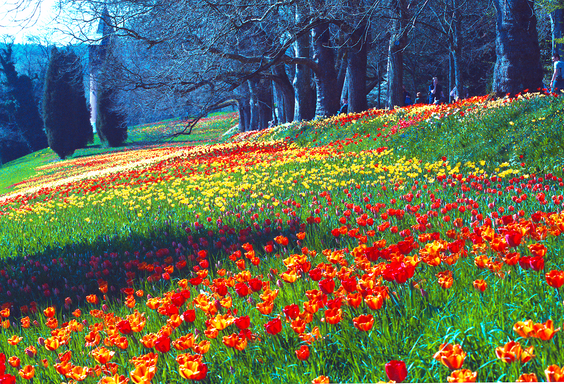 Wiese malerisch-expressionistisch – fast wie Monet