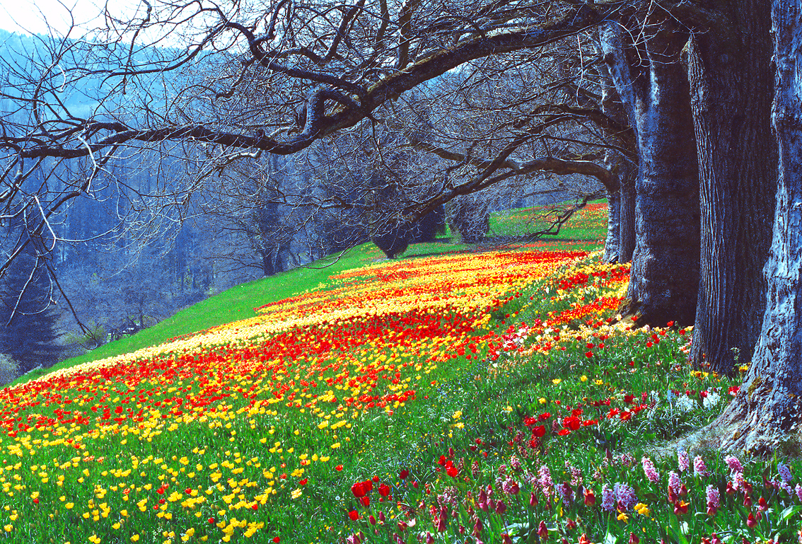 Wiese malerisch-expressionistisch – fast wie Monet