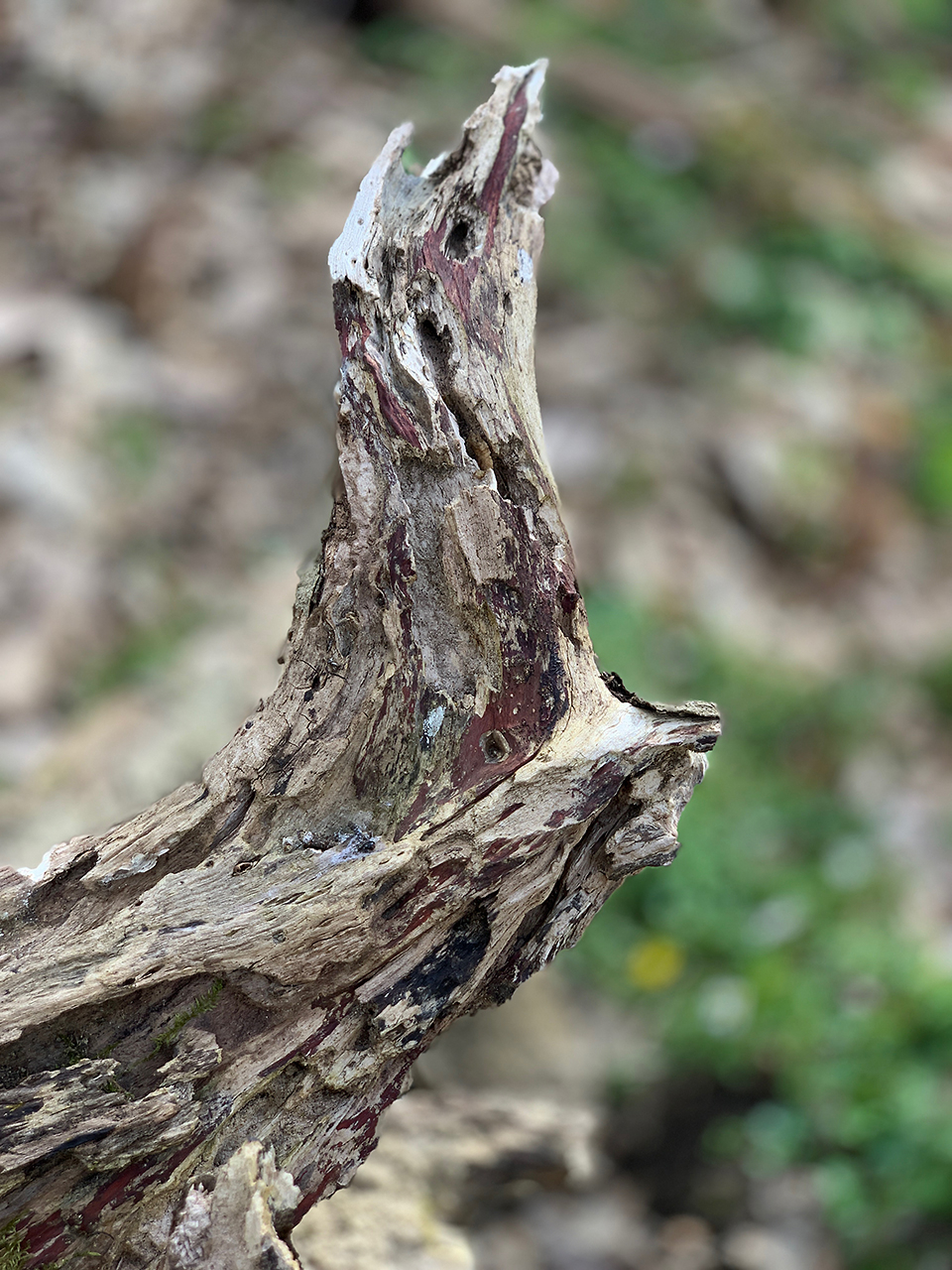 Waldgesicht -Tier, Vogel