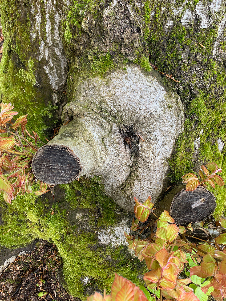 Waldgesicht –Schweinchen