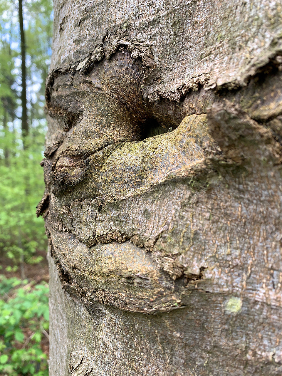 Waldgesicht