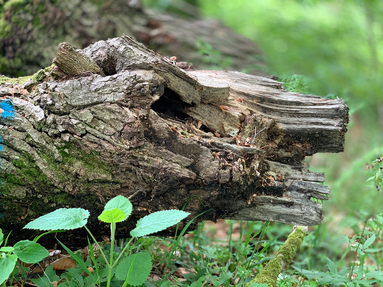 Waldgesicht –Reptil, Schlange