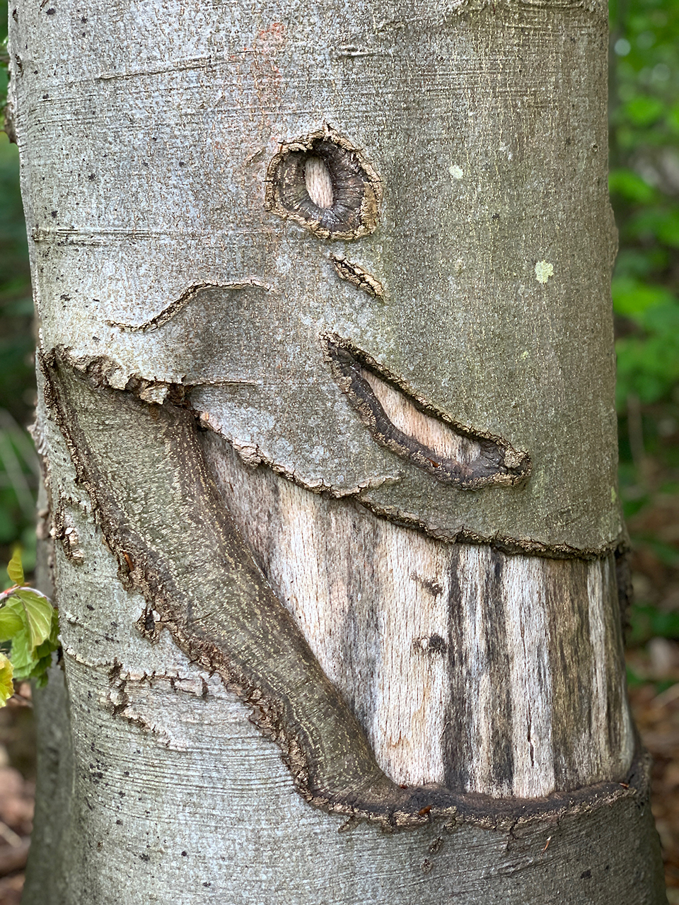 Waldgesicht, grinsend