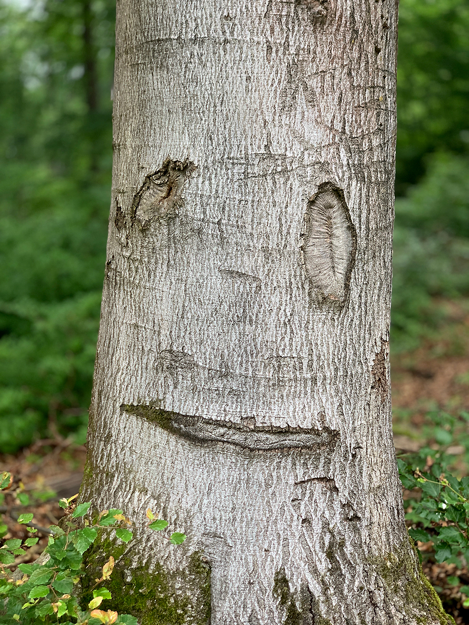 Waldgesicht, traurig