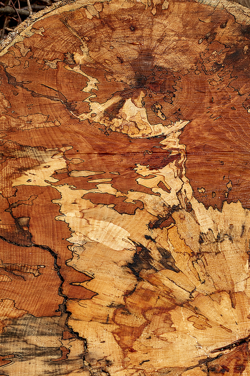 Baumscheibe –als Kontinent