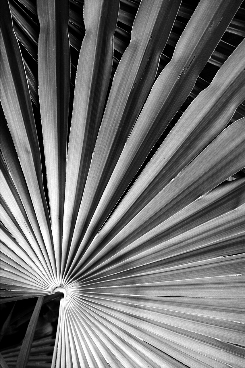 Palmenzweig, graphisch