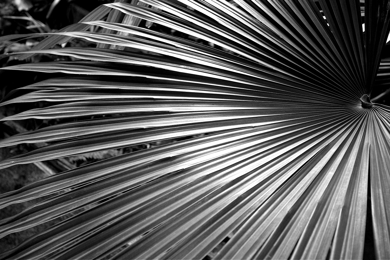 Graphischer Palmenzweig