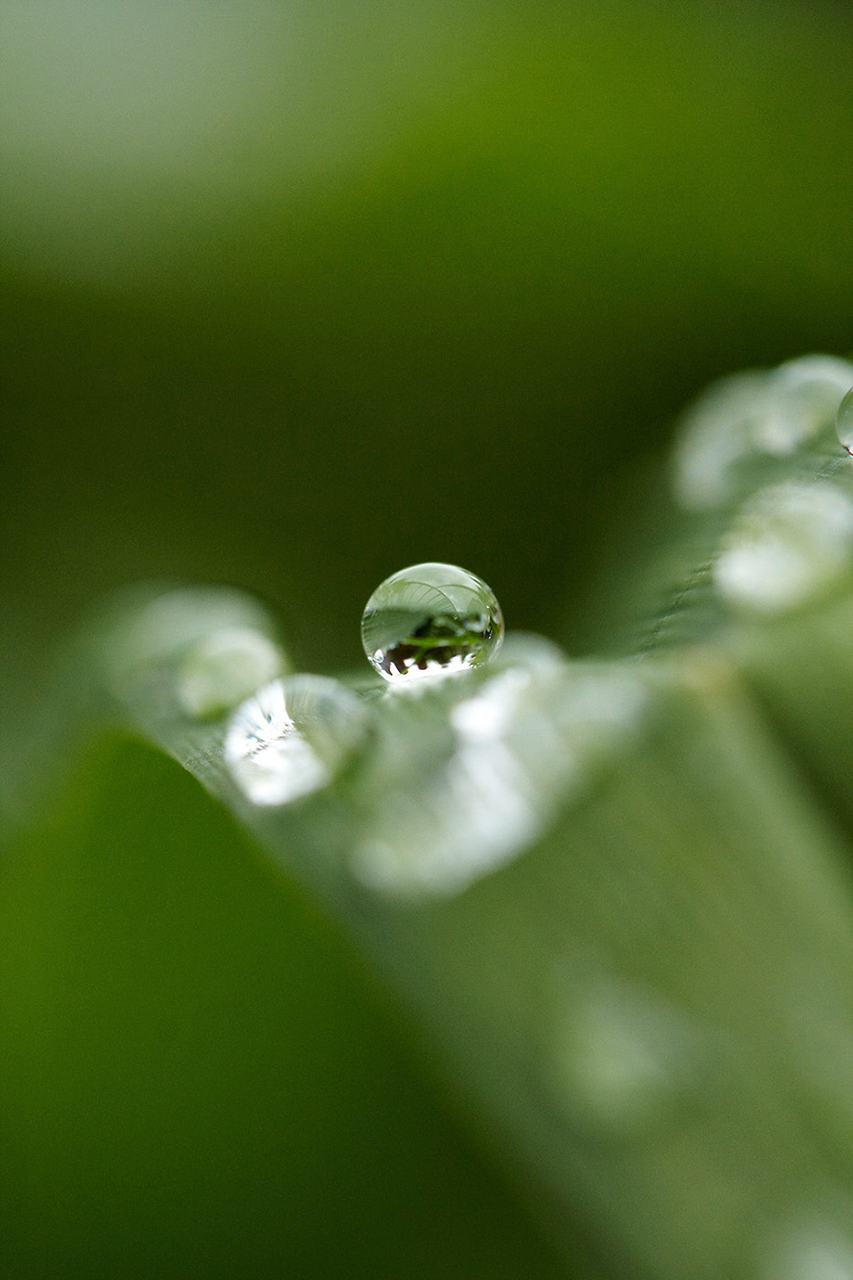 Wassertropfen als Sammellinse