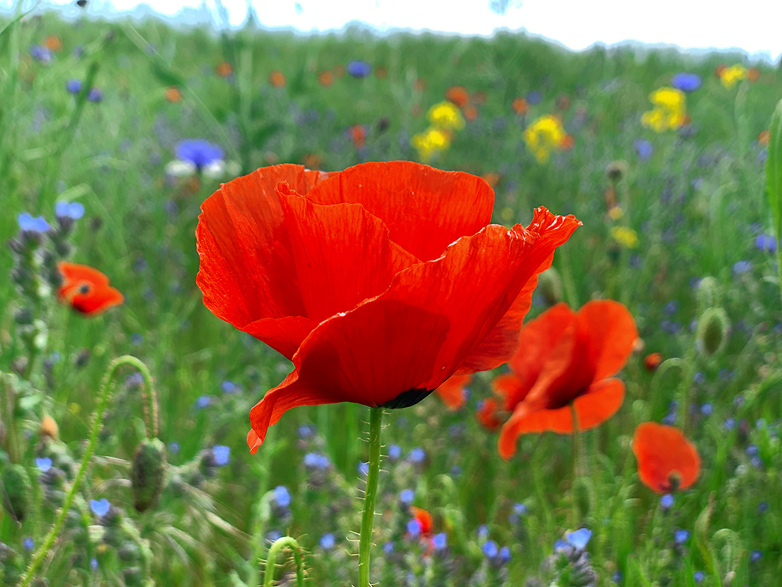 Blumenwiese mit Mohn