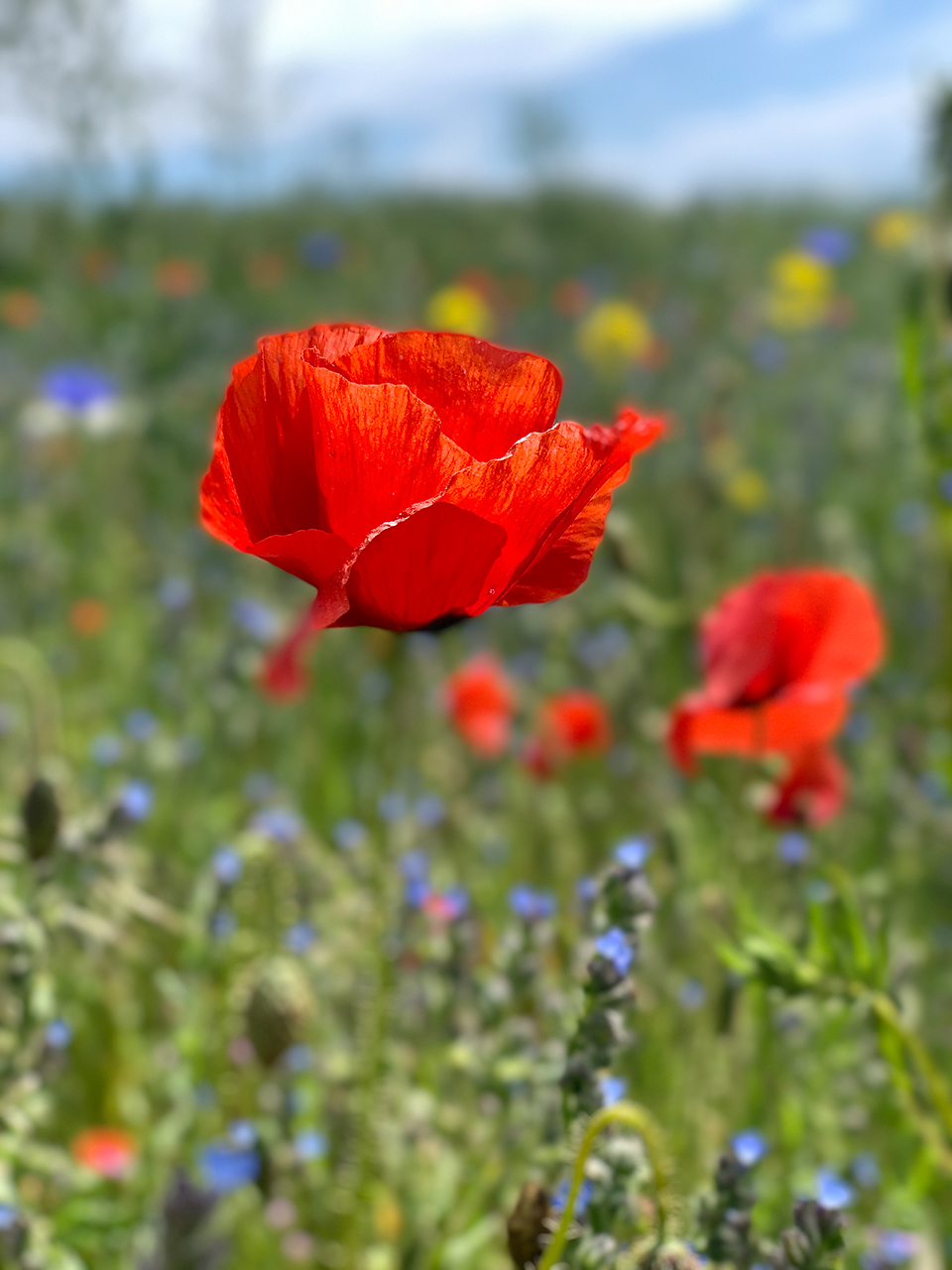 Blumenwiese mit Mohnblumen